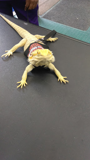 Pet Store «Petland Discounts - Pitkin Avenue», reviews and photos, 1689 Pitkin Ave, Brooklyn, NY 11212, USA