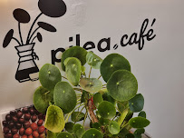 Photos du propriétaire du Restaurant pilea.café - café, torréfaction, thés, petite restauration à Beaulieu-sur-Dordogne - n°14