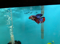 Aquatic Betta Shop - Photo 9 - Car repair in Fresno, CA, Fresno