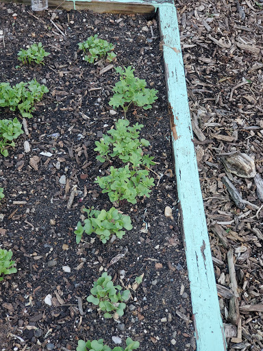 Morrison Hill Community Garden image 7