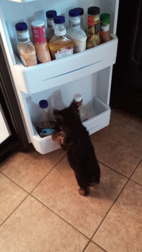 Pet Store «PetSmart», reviews and photos, 6545 North Grand Parkway West Suite 104, Spring, TX 77389, USA