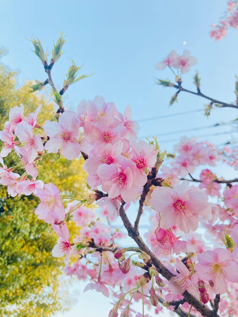 足立区立 柳田公園