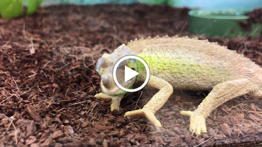 Pet Supply Store «Petco Animal Supplies», reviews and photos, 22000 Dulles Retail Plaza #110, Sterling, VA 20166, USA