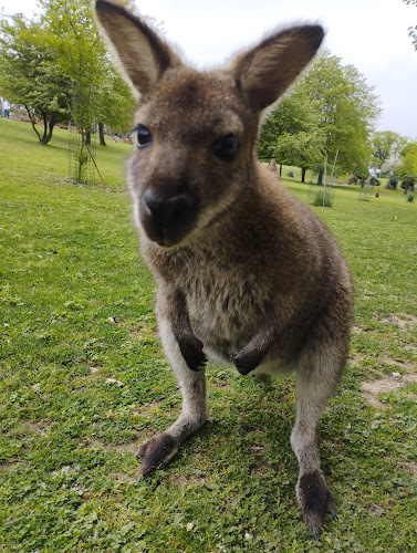 Le Jardin des Kangourous à La Possonnière