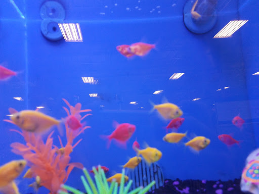 Pet Supply Store «PetSmart», reviews and photos, 401 S Mt Juliet Rd #645, Mt Juliet, TN 37122, USA