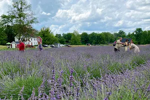 Princeton Lavender image