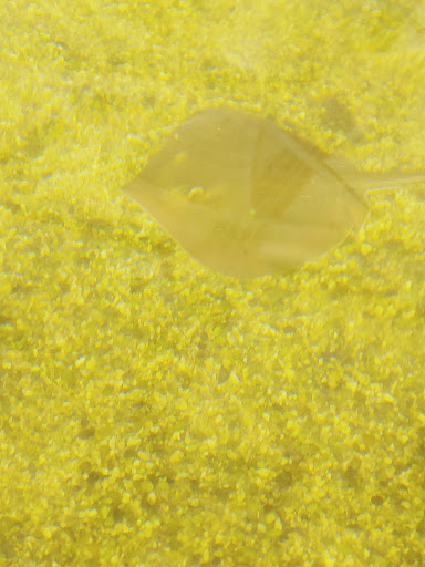 Aquarium «St. Augustine Aquarium», reviews and photos, 2045 FL-16, St Augustine, FL 32084, USA