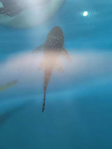 Pet Supply Store «PetSmart», reviews and photos, 288 12th Ave, Hanford, CA 93230, USA