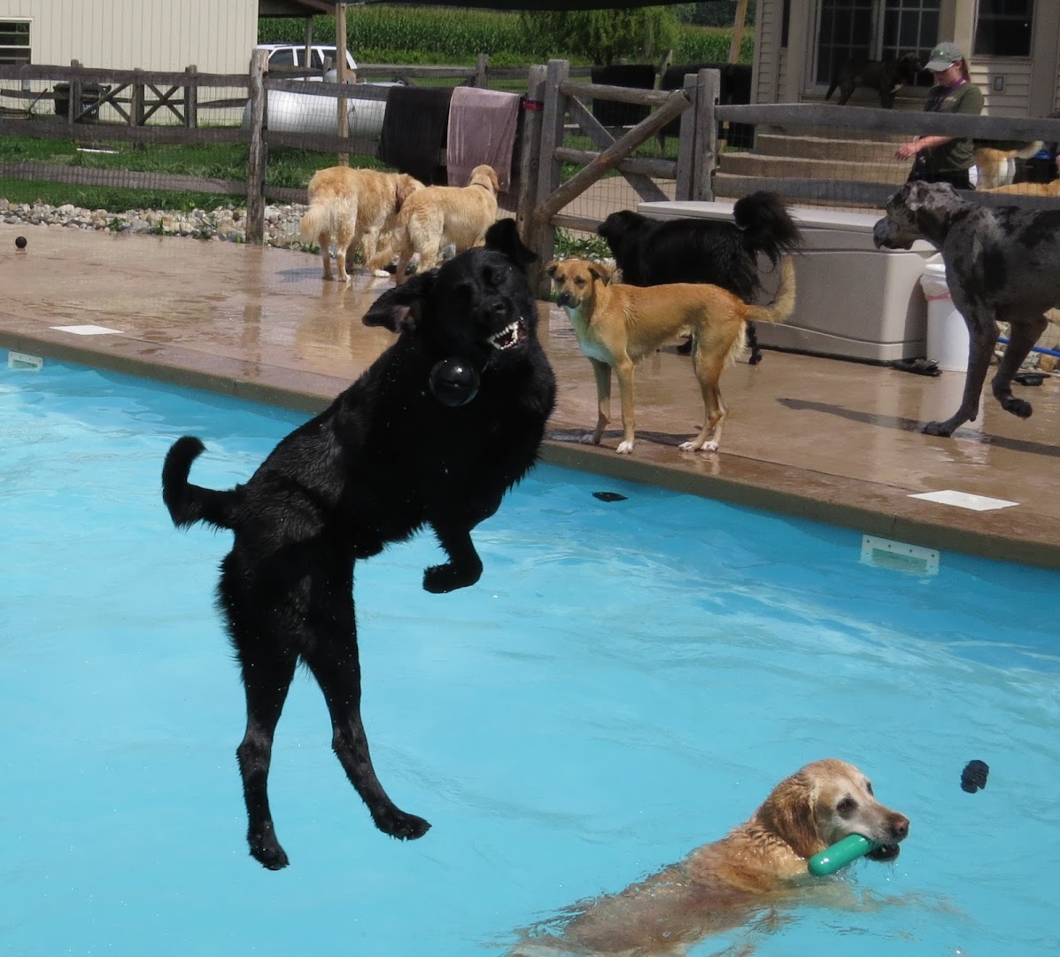 Lucky Puppy Doggy Day Care