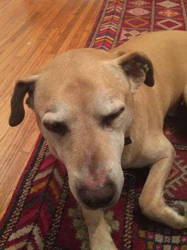 Florist «Gilly Flowers and Events», reviews and photos, 59 E Colorado Blvd, Pasadena, CA 91105, USA