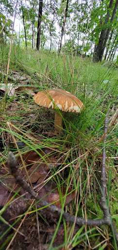 Self-Storage Facility «Middlesex Self Storage», reviews and photos, 5249 Bordentown Ave, Sayreville, NJ 08872, USA