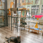 Photo n°1 de l'avis de Grace.. fait le 17/06/2020 à 15:55 sur le  Gatto In Tazza - Cat Cafè (Iglesias) à Iglesias