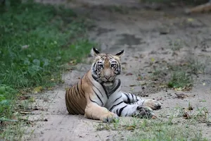 Nimdela Gate (Tadoba Andhari Tiger Reserve) image