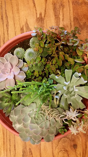 Florist «TILTED TULIP FLORIST», reviews and photos, 68 W Chicago St, Coldwater, MI 49036, USA