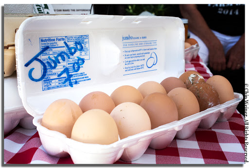 Farm «Sweetwater Organic Community Farm», reviews and photos, 6942 W Comanche Ave, Tampa, FL 33634, USA