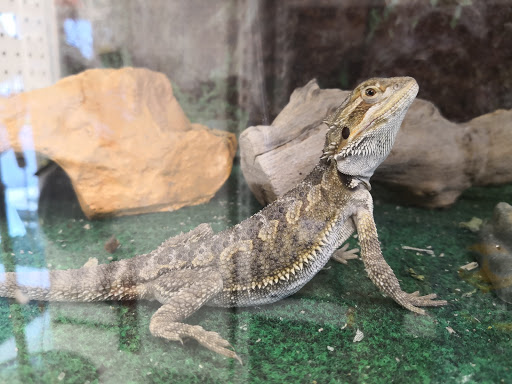 Pet Store «Precious Pets III», reviews and photos, 1091 US-130, Burlington, NJ 08016, USA