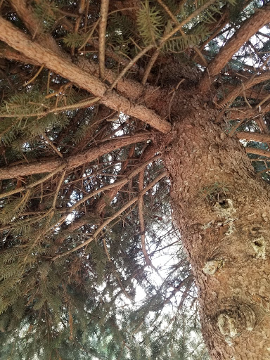 Park «Reedville Creek Park», reviews and photos, 7500 SE Frances St, Hillsboro, OR 97123, USA