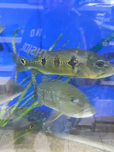 Tropical Fish Store «Xtreme Fish & Pets», reviews and photos, 11415 Bellaire Blvd # A, Houston, TX 77072, USA