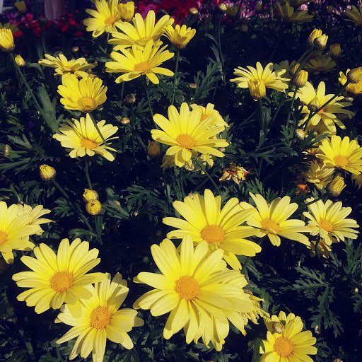 Produce Market «Stauffer Fruit Stand», reviews and photos, RR 663, Pennsburg, PA 18073, USA