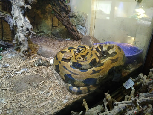 Pet Store «Pets Plus-Reptiles & Exotic», reviews and photos, 421 West Ave, Lockport, NY 14094, USA