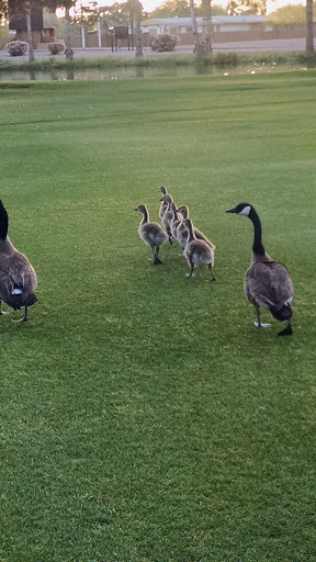 Country Club «Fountain of the Sun Country Club», reviews and photos, 500 S 80th St, Mesa, AZ 85208, USA