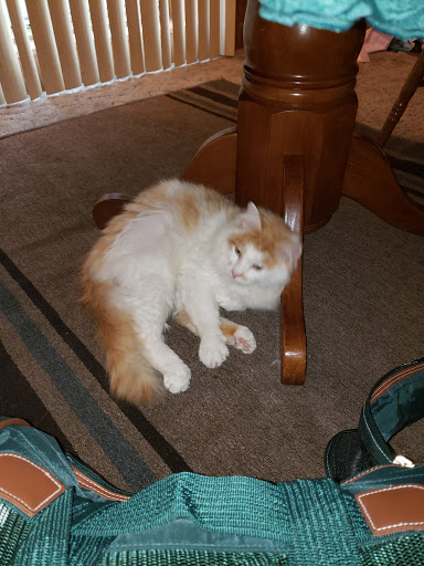 Pet Supply Store «PetSmart», reviews and photos, 479 River Hill Dr, Ashland, KY 41101, USA