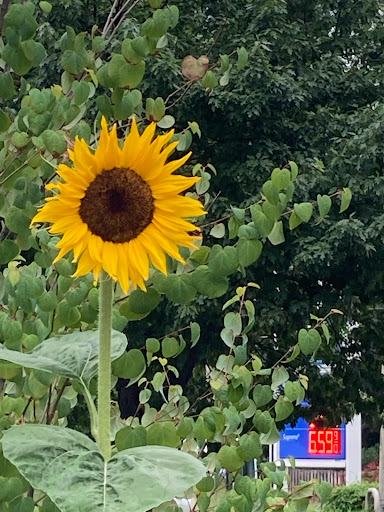 Book Store «Politics & Prose Bookstore», reviews and photos, 5015 Connecticut Ave NW, Washington, DC 20008, USA