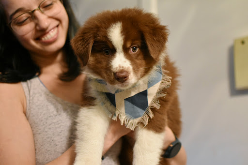Eastside Animal Hospital: Carlisle Quint DVM image