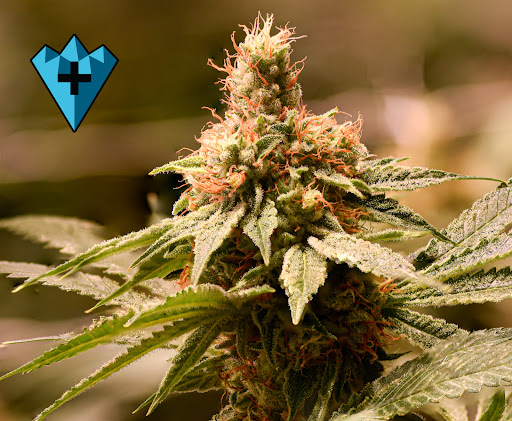 Cannabis store «Chronic Therapy», reviews and photos, 10030 W 27th Ave, Wheat Ridge, CO 80215, USA