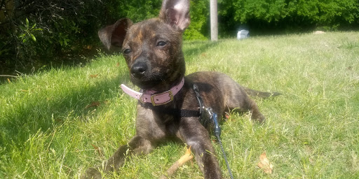 Park «Pecan Grove Park», reviews and photos, 3443 W Kiest Blvd, Dallas, TX 75233, USA