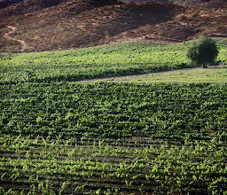 Vinos Santo Domingo photo