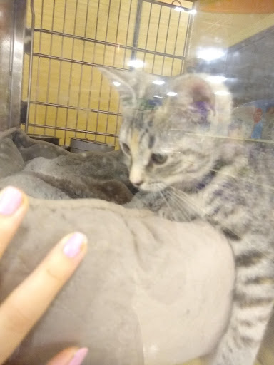 Pet Supply Store «PetSmart», reviews and photos, 9970 Sowder Village Square, Manassas, VA 20109, USA