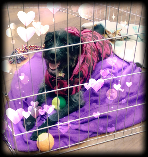 Pet Supply Store «Pet Valu», reviews and photos, 38661 Sussex Hwy, Delmar, DE 19940, USA