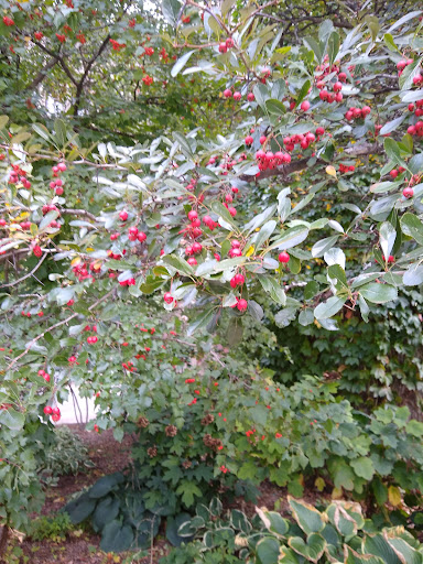Book Store «University of Chicago Bookstore», reviews and photos, 970 E 58th St, Chicago, IL 60637, USA