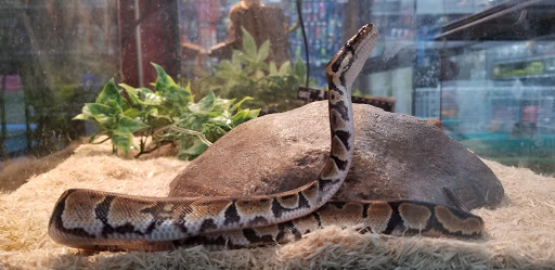 Pet Store «Petland», reviews and photos, 1514 Stonecreek Dr, Pickerington, OH 43147, USA