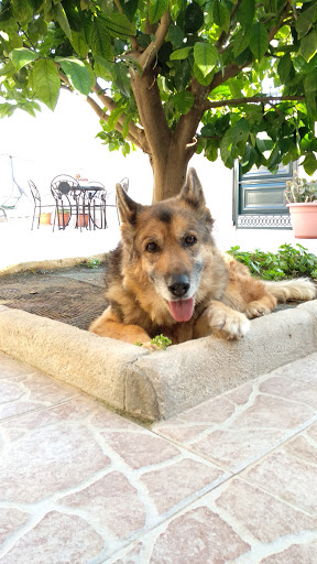 Clínica Veterinaria Más Que Mascotas El Altet en L'Altet