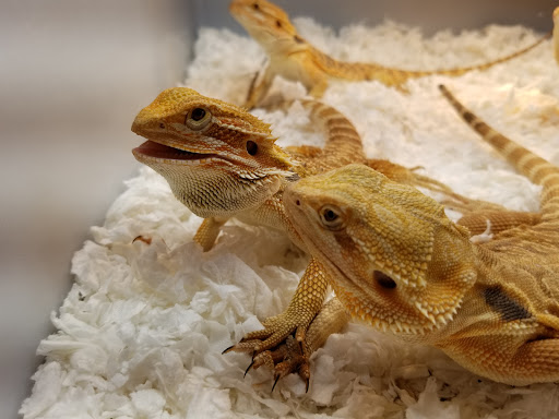 Reptile Store «Cleveland Reptile Show», reviews and photos, 17250 Hummel Rd, Brook Park, OH 44142, USA