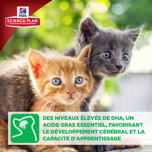 Lieux d adoption de chats en Paris