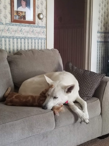 Department Store «Walmart Supercenter», reviews and photos, 1801 IN-57, Washington, IN 47501, USA