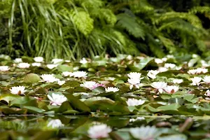 Rapaura Watergardens image