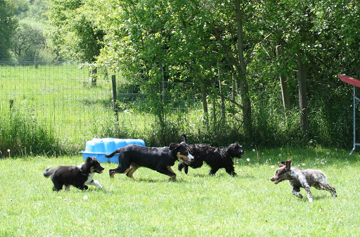 Dog School from Knott grove
