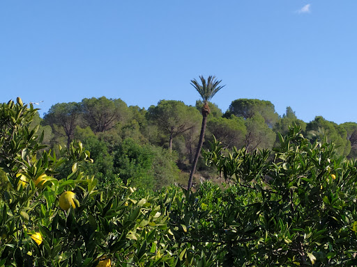 Orange Orchard and Farm en Carcaixent