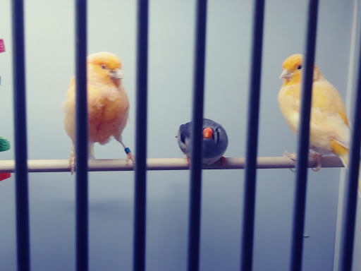 Pet Groomer «We Lov Pets», reviews and photos, 3853 Northpointe Dr, Zanesville, OH 43701, USA