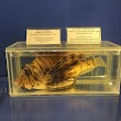 Antalya Deniz Biyolojisi Müzesi