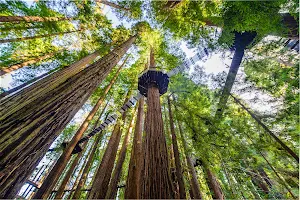 Redwood Sky Walk at Sequoia Park Zoo image