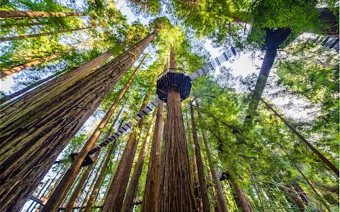 Redwood Sky Walk at Sequoia Park Zoo image