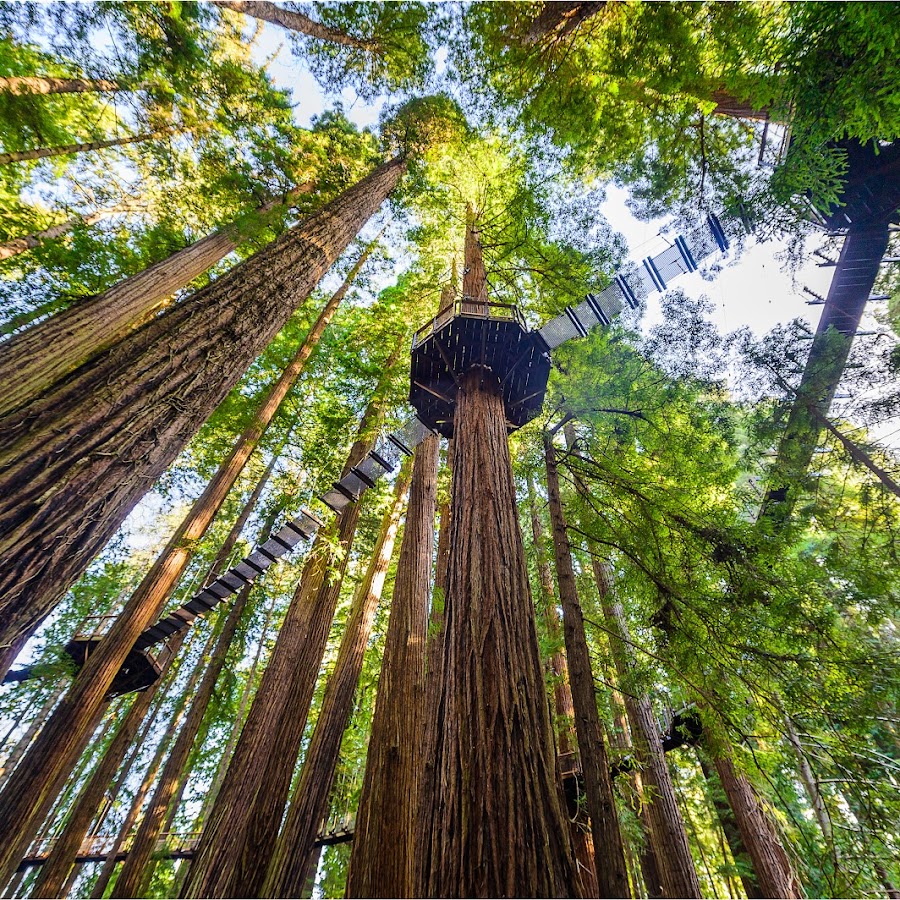 Redwood Sky Walk at Sequoia Park Zoo