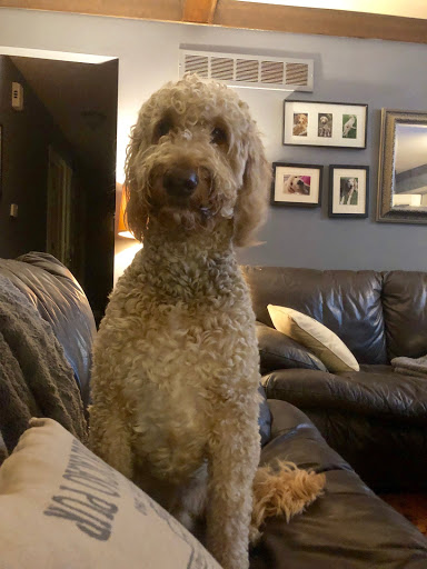 Pet Supply Store «Treats Unleashed», reviews and photos, 306 Mid Rivers Center, St Peters, MO 63376, USA