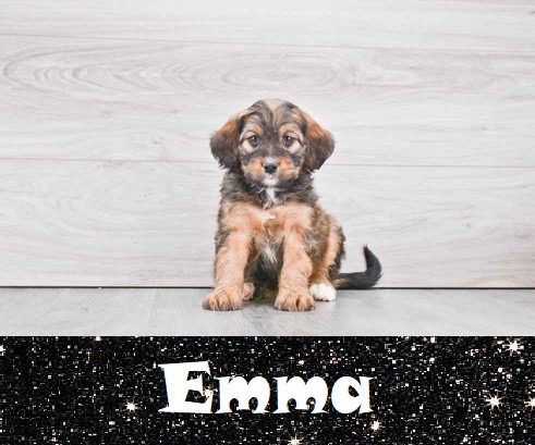 Pet Store «Pet Express», reviews and photos, 100 Independence Way, Danvers, MA 01923, USA