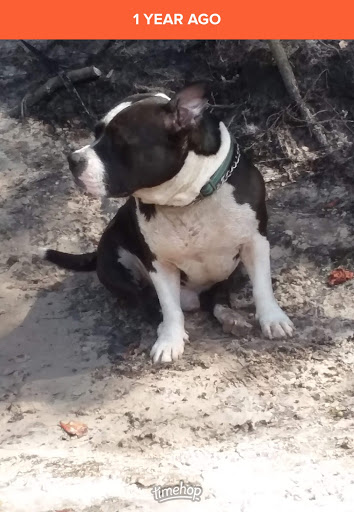 Pet Supply Store «PetSmart», reviews and photos, 225 NW Commons Loop, Lake City, FL 32055, USA